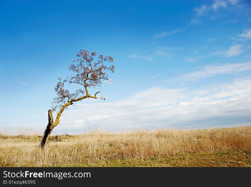 Tree on sky background