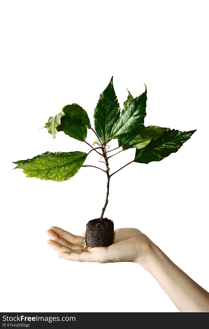 Young seedling of Hibiscus in a peat pot with roots come out from the pot. It's hold by hand and isolated on white background. Young seedling of Hibiscus in a peat pot with roots come out from the pot. It's hold by hand and isolated on white background.