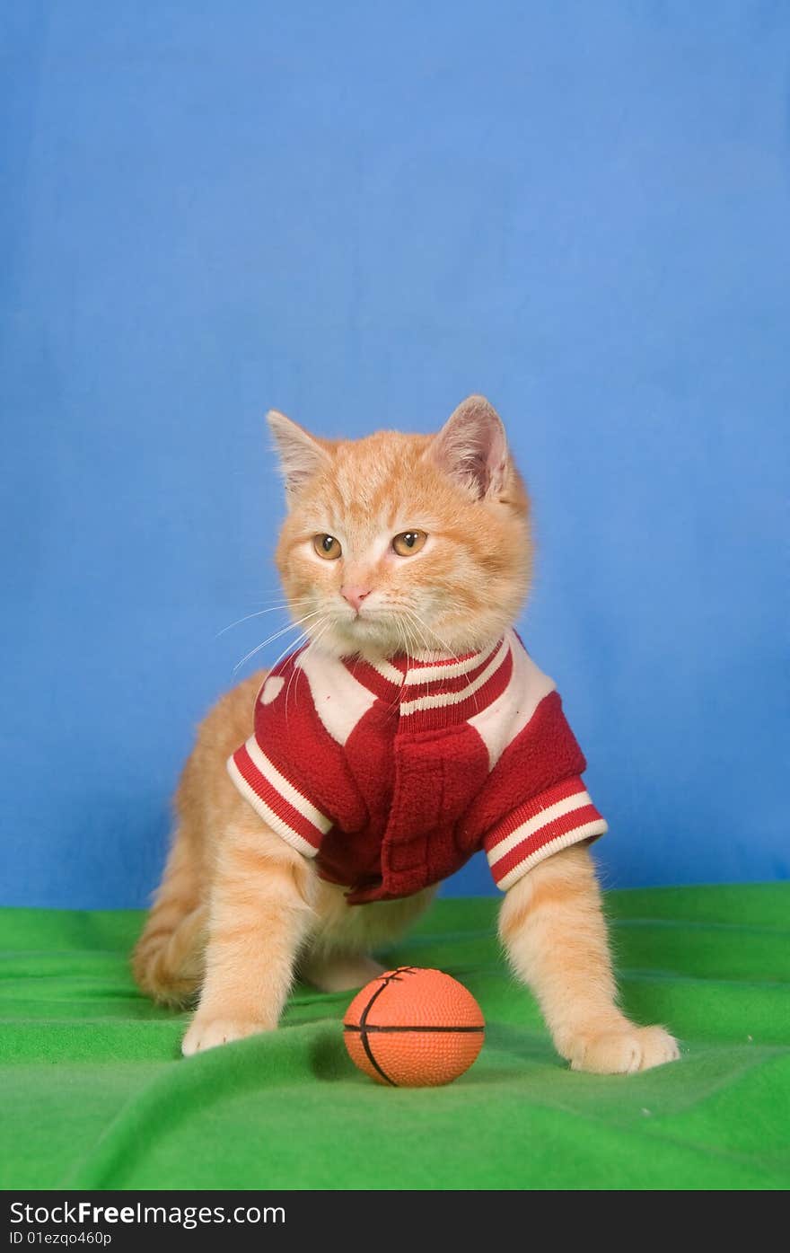 A kitten wearing a letterman jacket sits next to football on green and blue background. A kitten wearing a letterman jacket sits next to football on green and blue background.