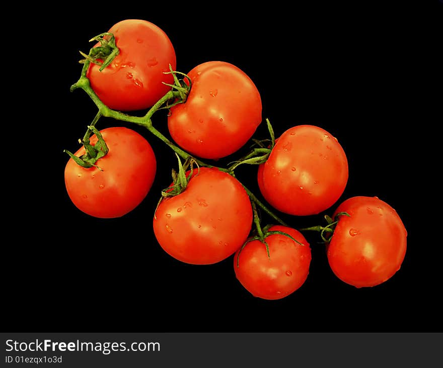 Branch of tomatoes with drops on black.