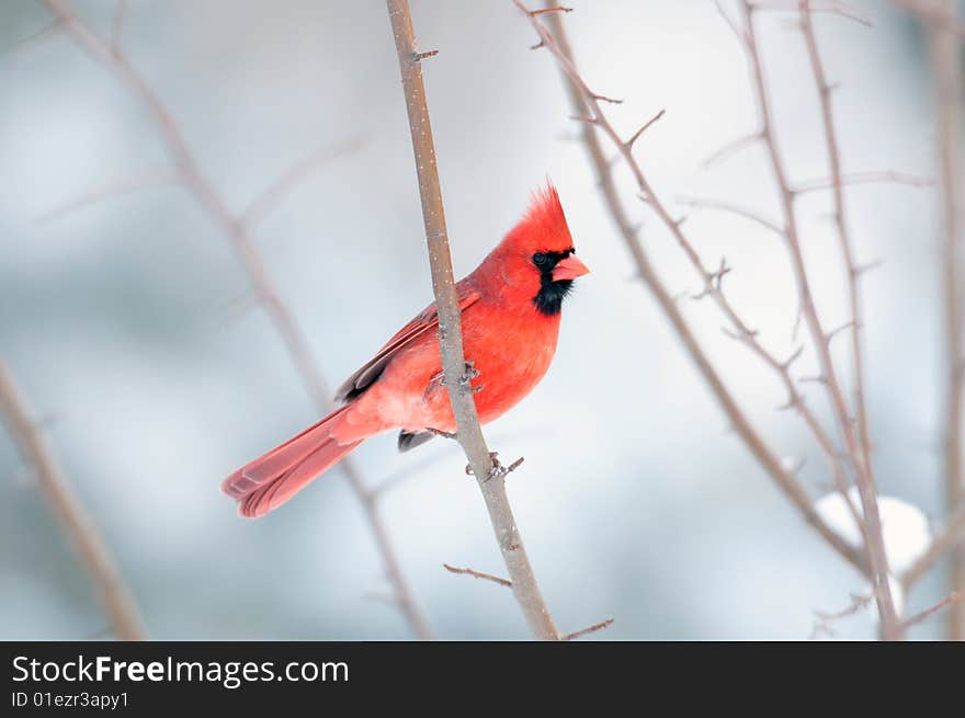 Cardinal Perched In A  Tree