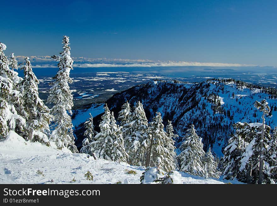 Ski slope in the snow forest