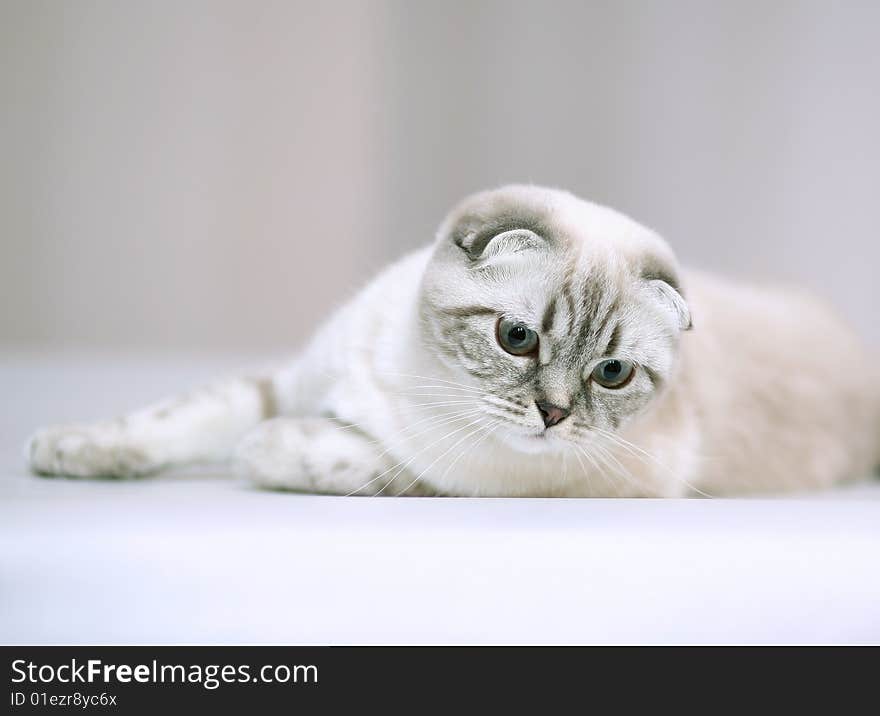 Kitten with blue eyes. A kitten of breed the Scottish fold cat.