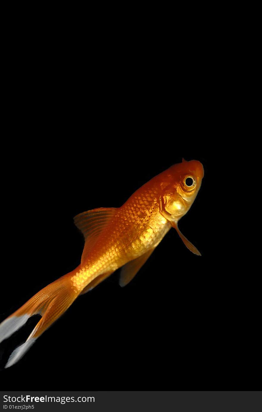 Goldfish swimming on black backround