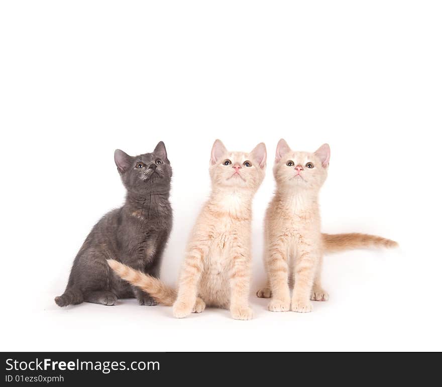 Three kittens on a white background