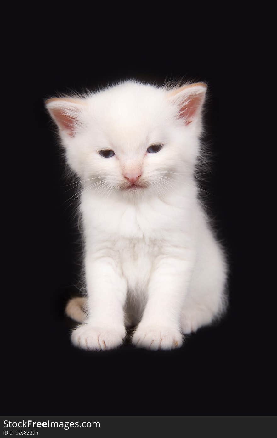 A white kitten sitting on a black background. A white kitten sitting on a black background