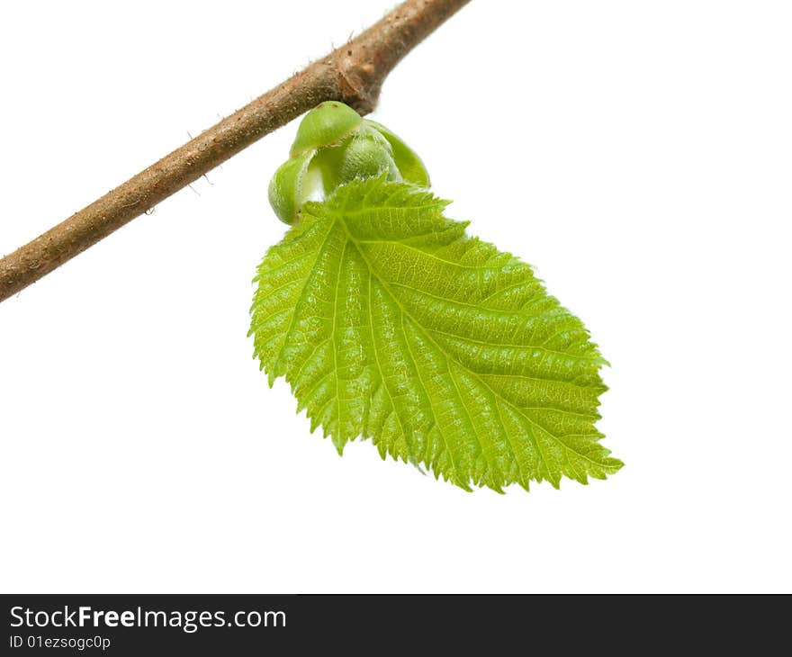 Green leaf (petal). spring background. Green leaf (petal). spring background.