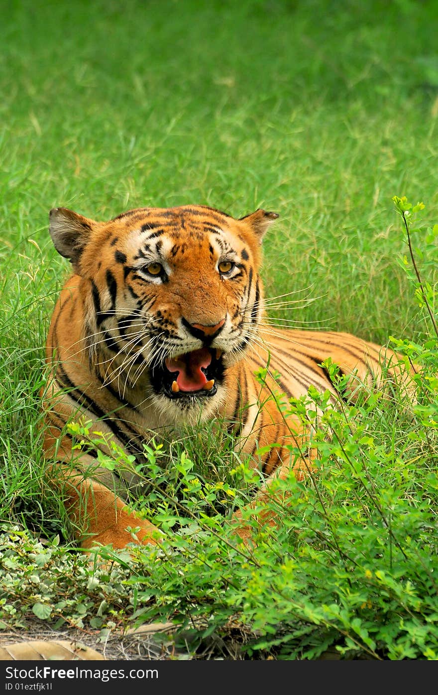 Bengal tiger sitting in green grass.