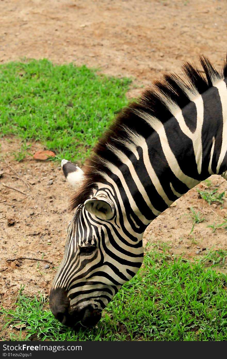 Zebra