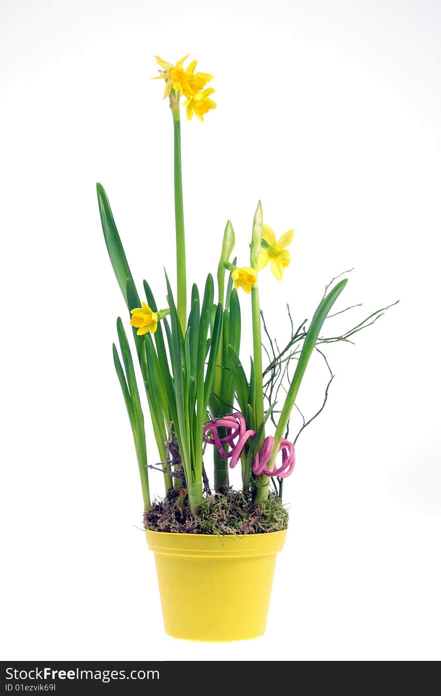 Yellow narcissuses on a white background. Yellow narcissuses on a white background.