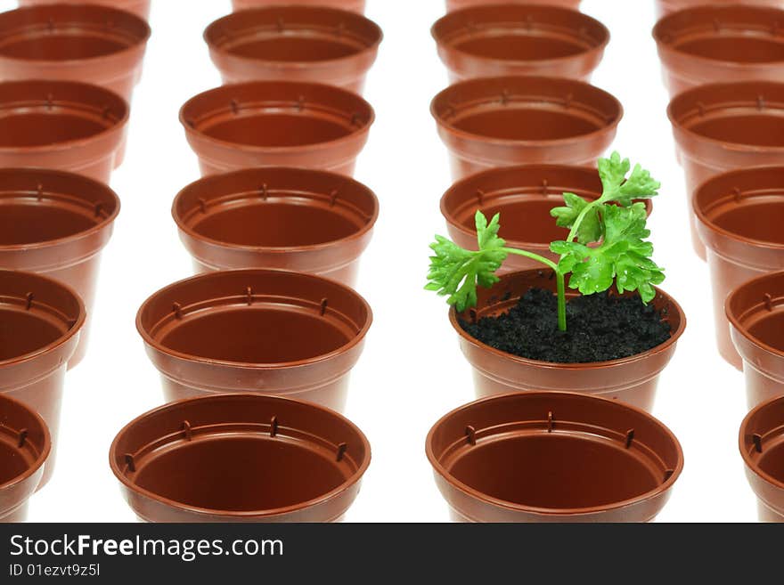 Parsley and flowerpots.