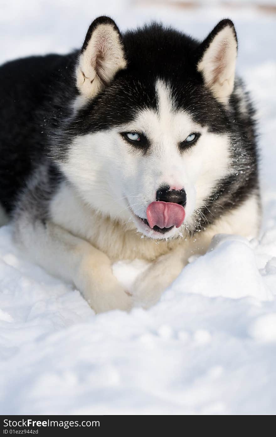 Husky dog licking his chops with tongue