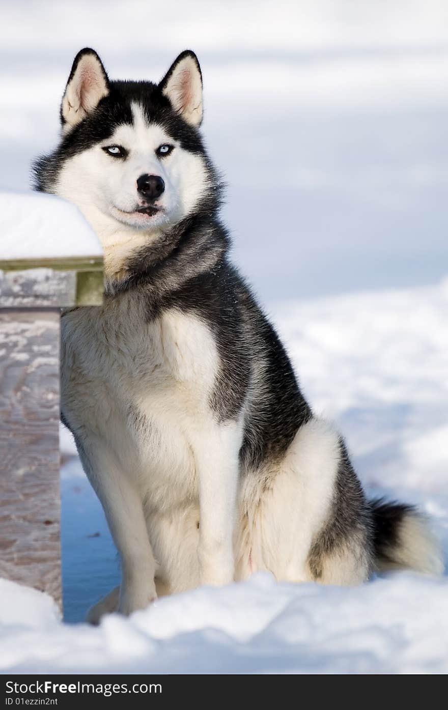 Husky dog