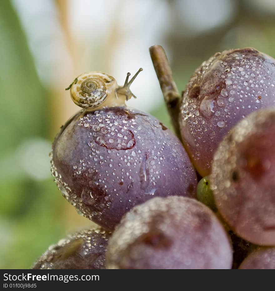 The snail of grapes