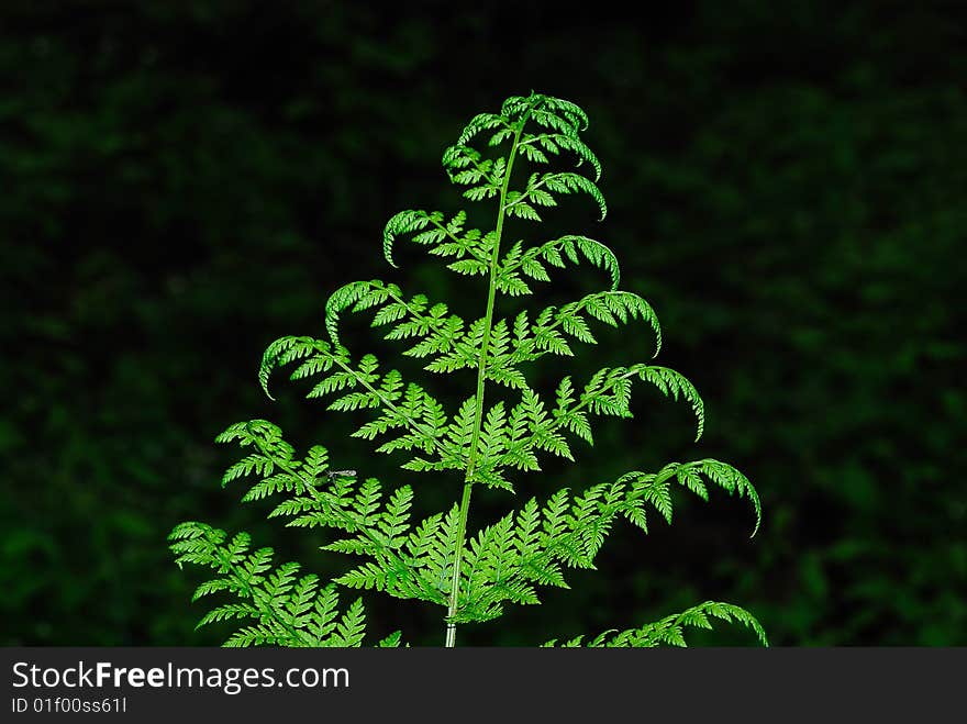 fern