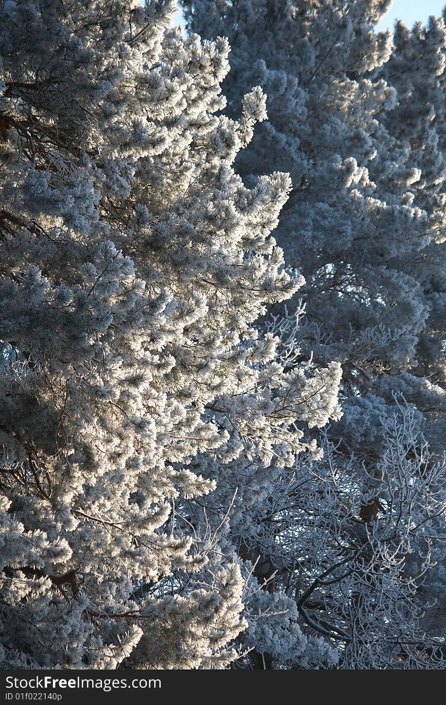 Snow-covered branches of winter trees