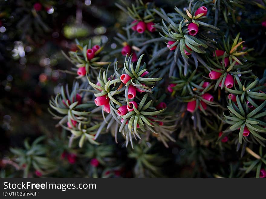 Tree with late berries