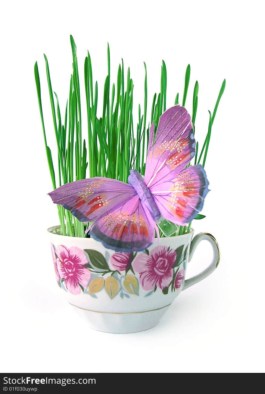 Green grass in cup isolated on white background