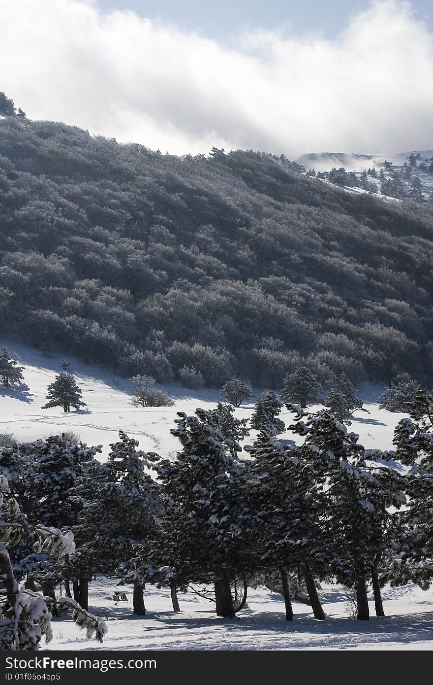 Mountain landscape with snow and trees. Mountain landscape with snow and trees