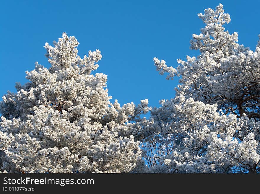 Snow-covered branches of winter trees of fir