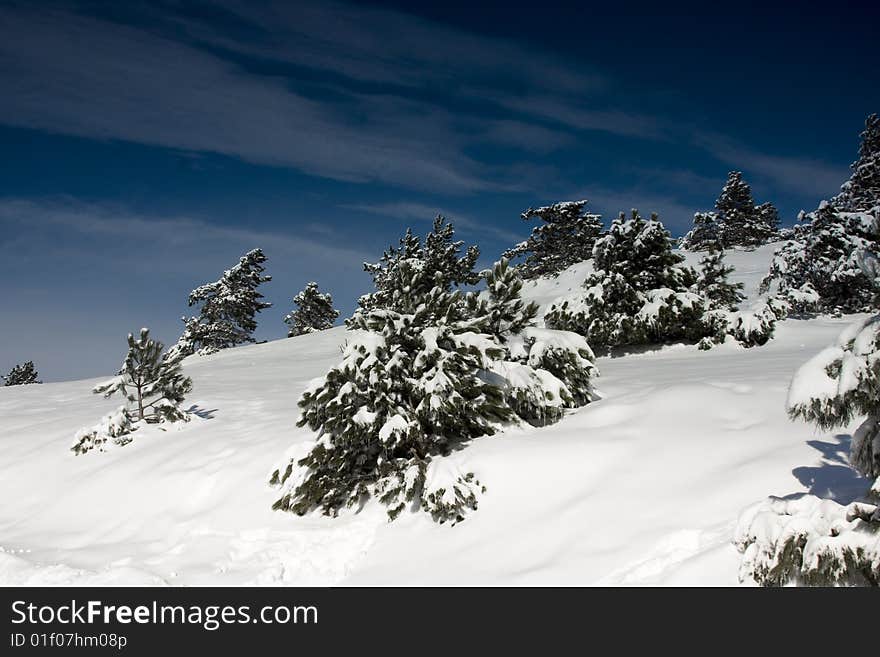 Pines In Snow Winter