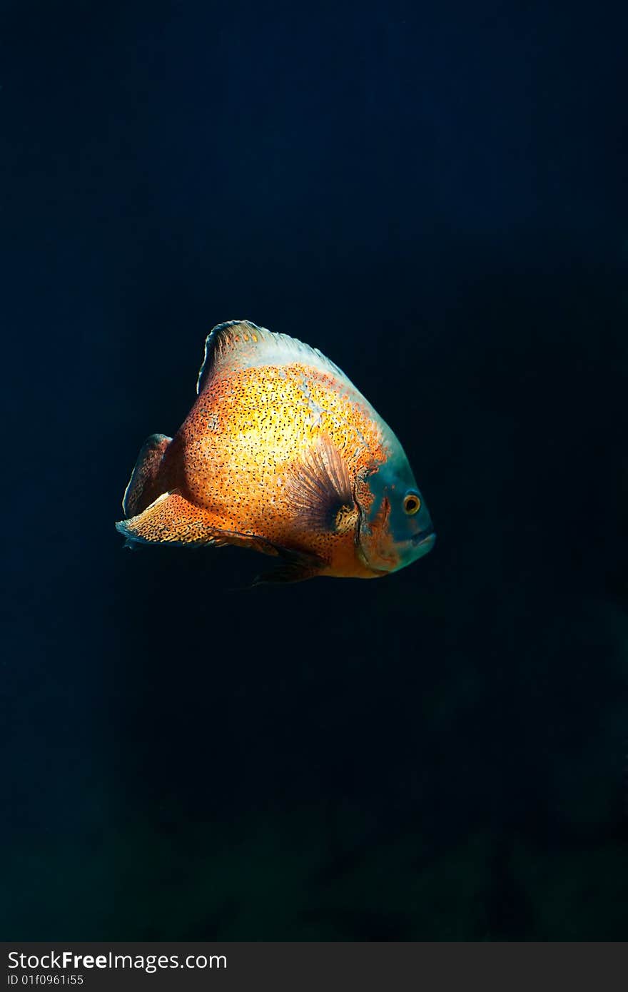 Large orange fish on dark blue background