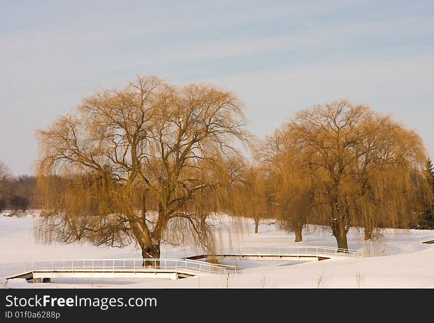 Large willow trees in winter