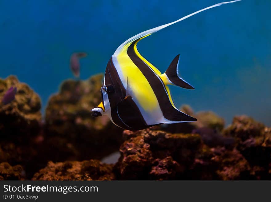 A closeup of the moorish idol tropical fish