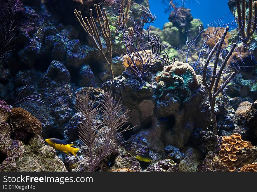 A coral reef aquarium with tropical fish