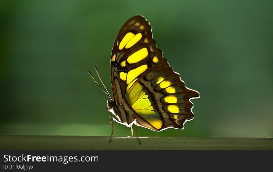 Yellow butterfly