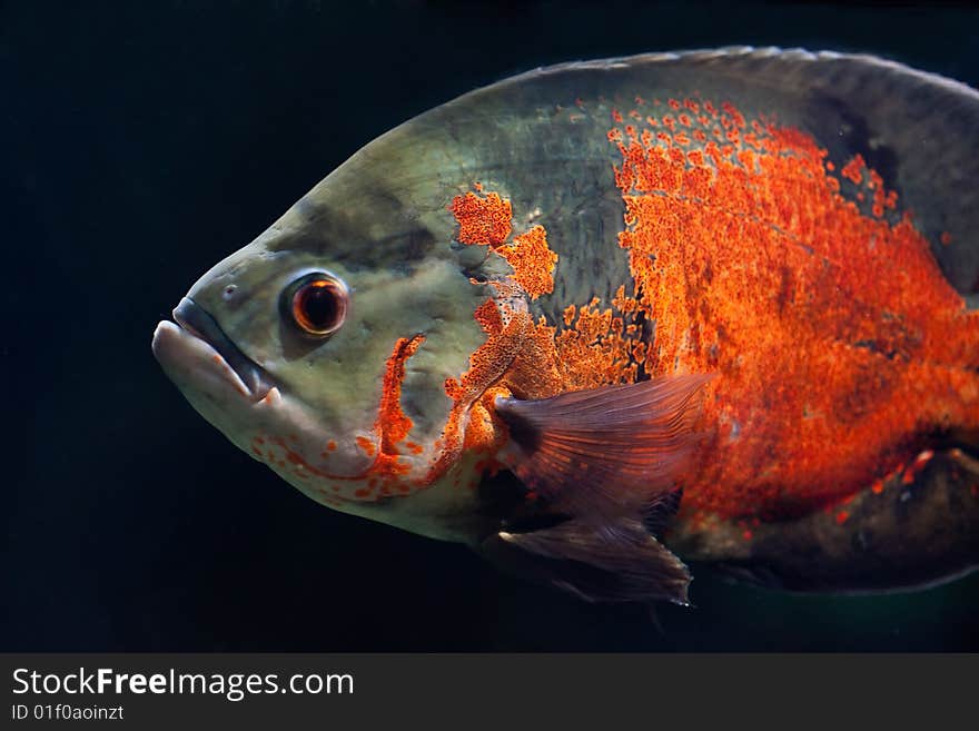 Large orange fish on dark blue background