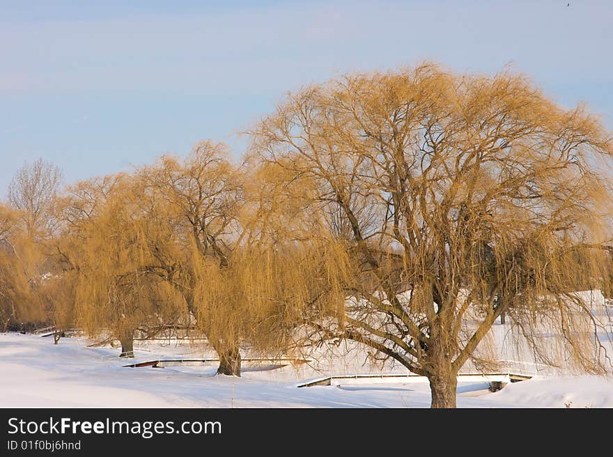 Large willow trees in winter