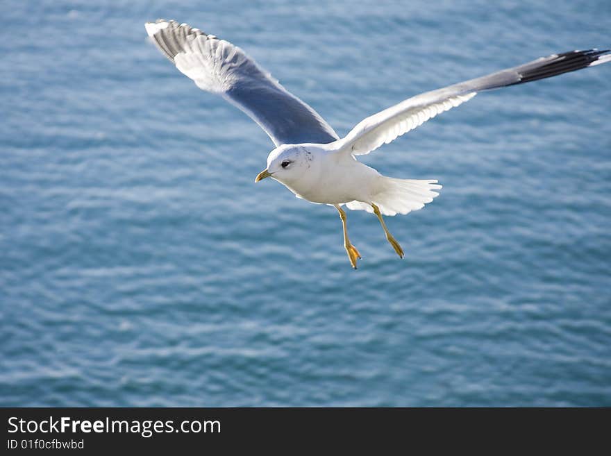 Seagull flying over the sea