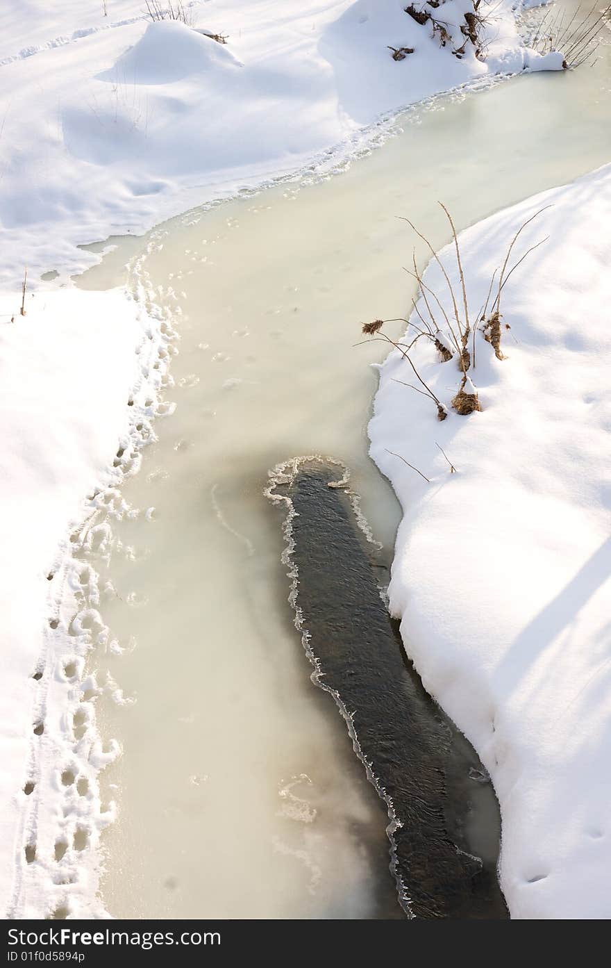 Animal tracks along frozen creek edge. Animal tracks along frozen creek edge