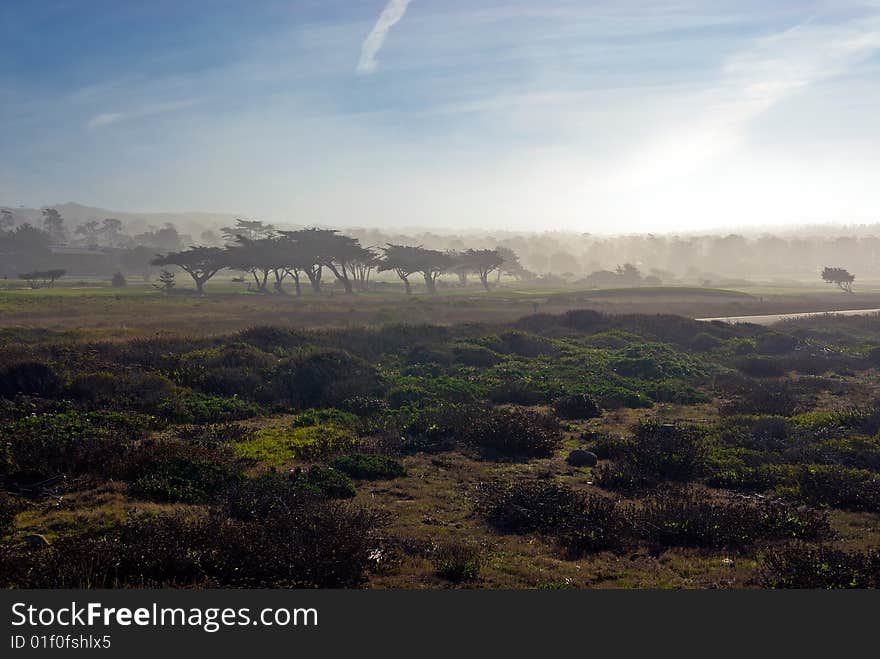 Trees in fog