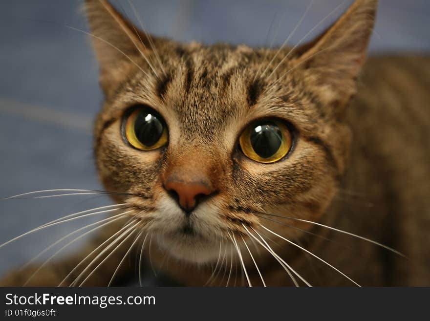 Cat on a blue backgraund