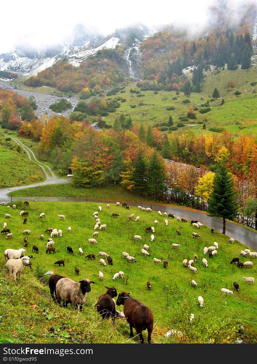 herd of sheep on color autumn meadow