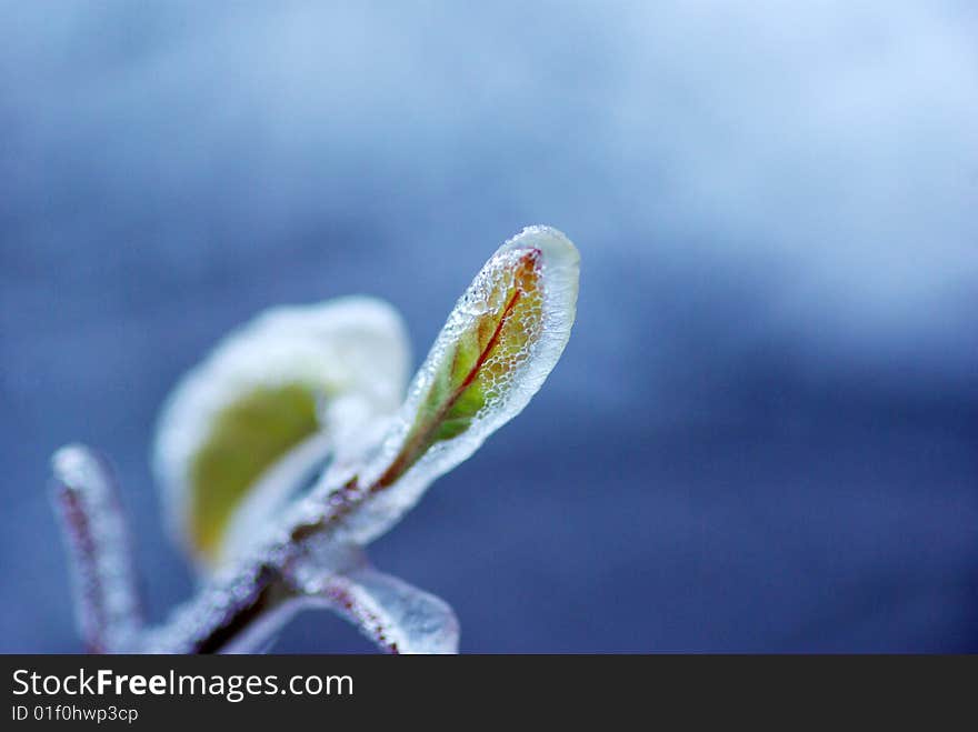 Branch with ice