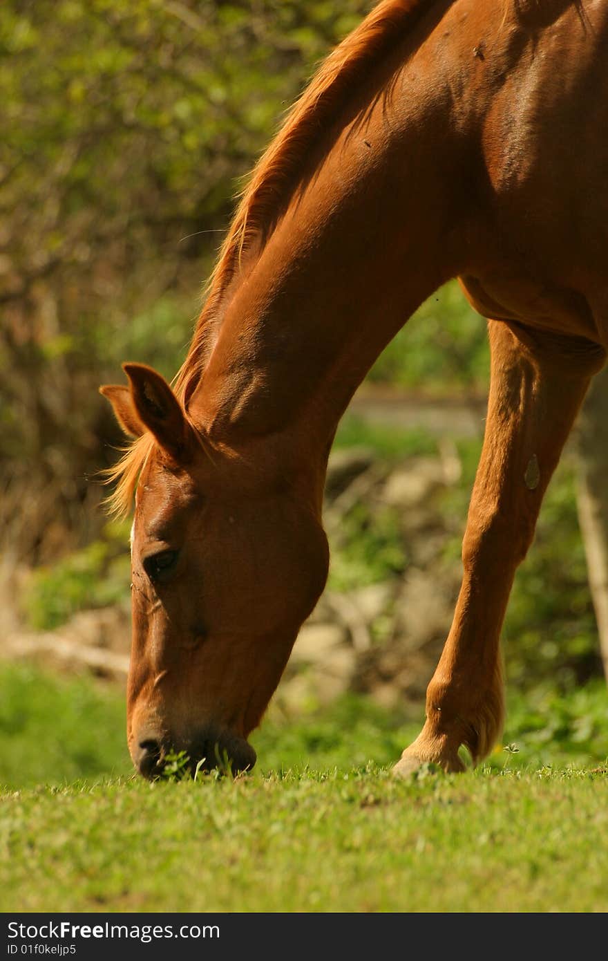 Horse peacefully eating on a sunny day. Horse peacefully eating on a sunny day