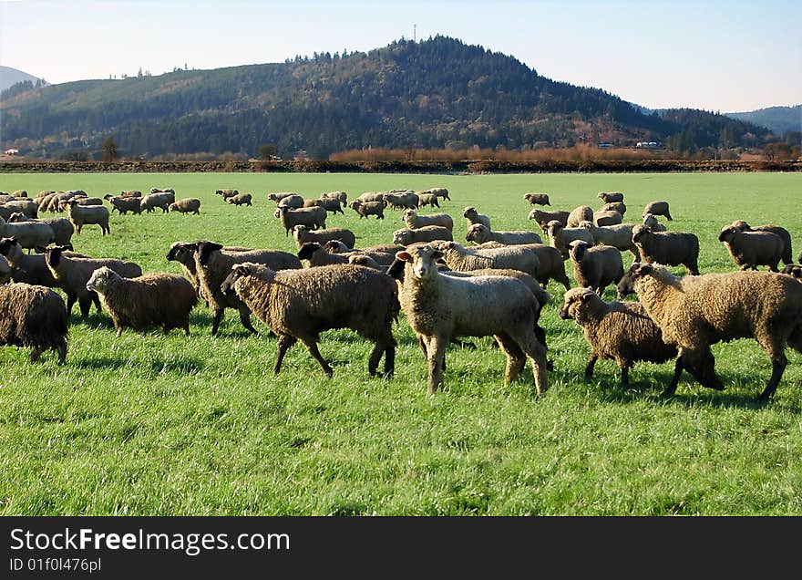 Sheep In Field