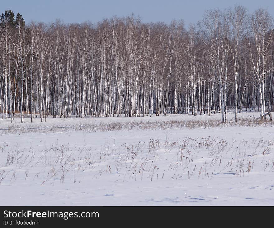 Winter birchwood and snow-covered field