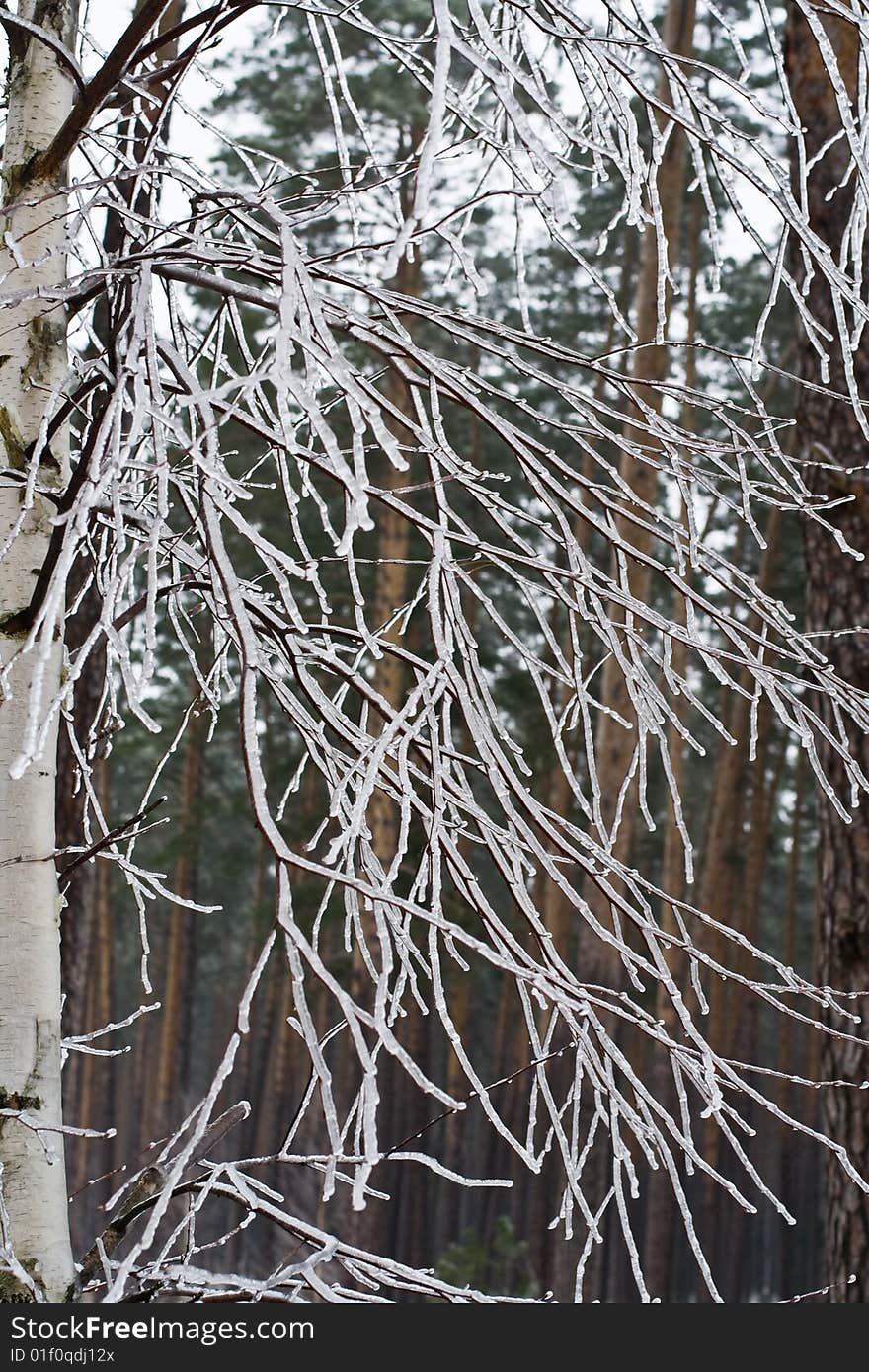 Ice-covered branches of the birch