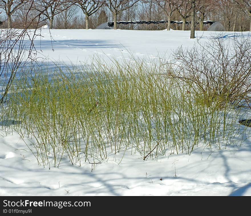 Green Grass In The Snow