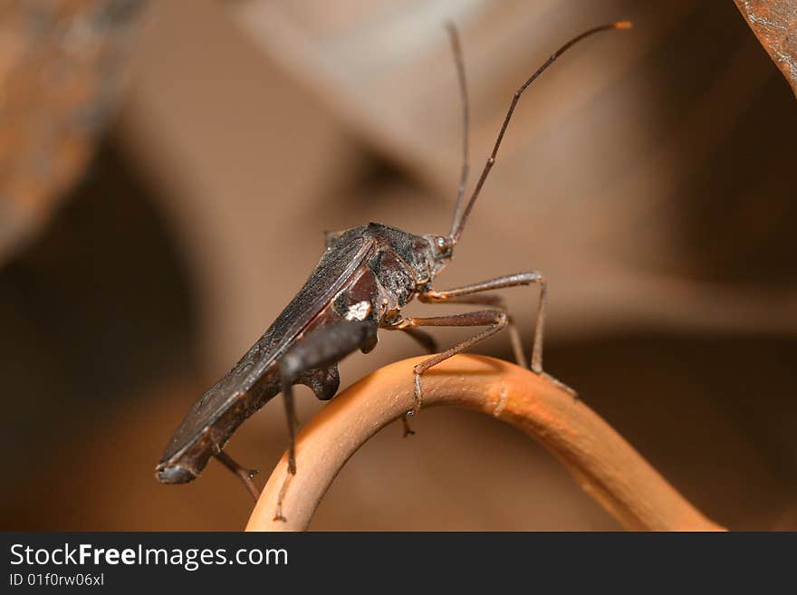 it is one of beautiful animal on earth. In Indonesia,we called it as 'kumbang'. I captured this pictures accidentally when I saw it on Mango tree.