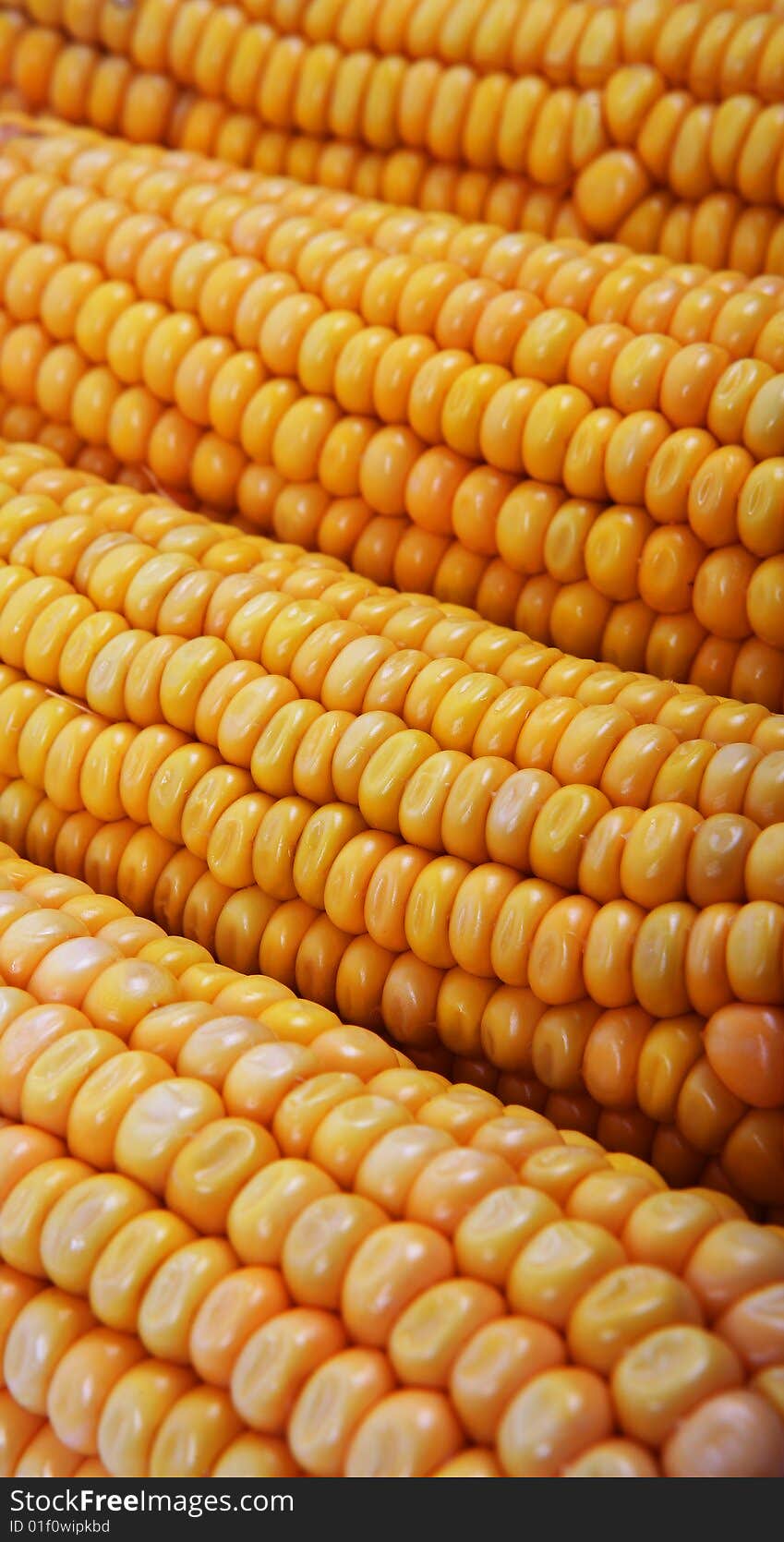 Close up of the corn cob. vegetables