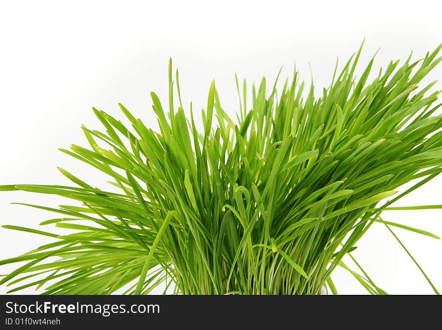 Grass isolated on white background. Grass isolated on white background