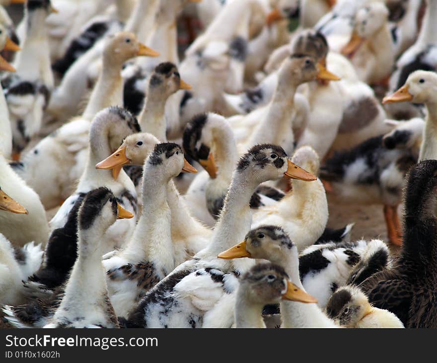 A close up on a herd of ducks. A close up on a herd of ducks