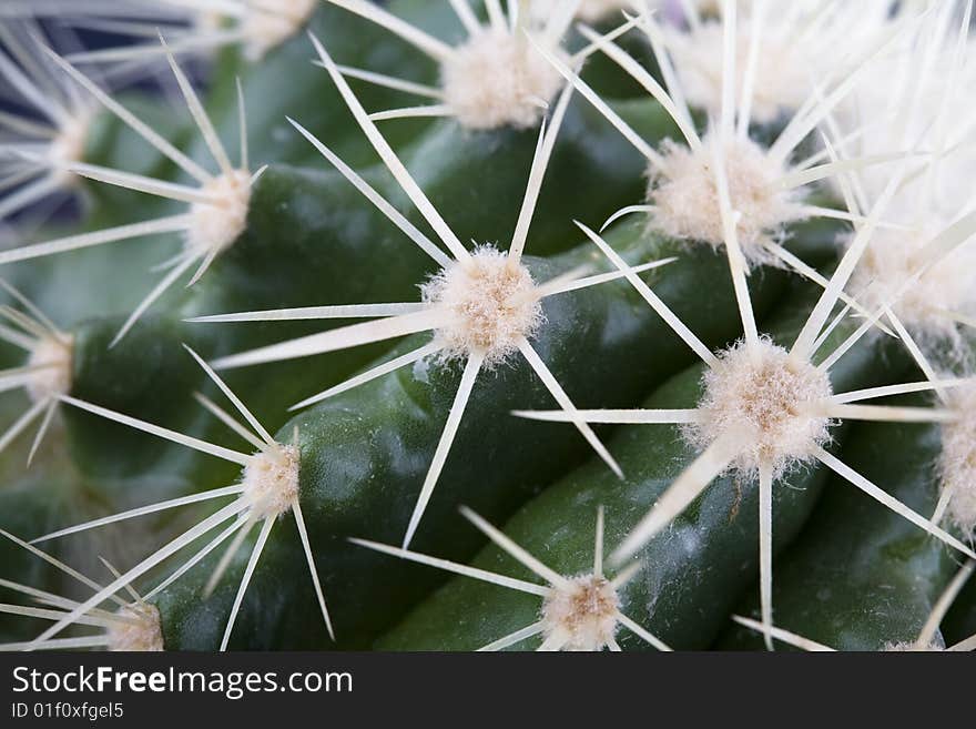 Extreme closeup of needles on surface of cactus