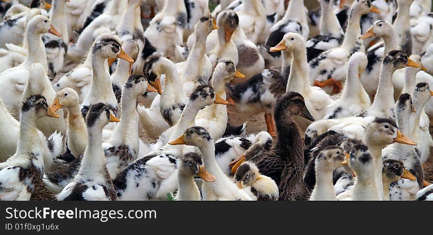 A close up on a herd of ducks. A close up on a herd of ducks