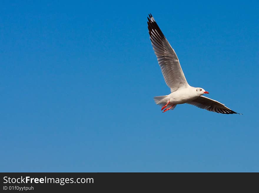 Flying Seagull In The Blue Sky